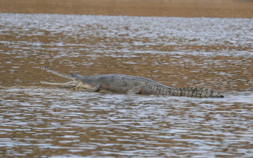 From knee revisions and replacements to crocodiles!