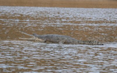 From knee revisions and replacements to crocodiles!